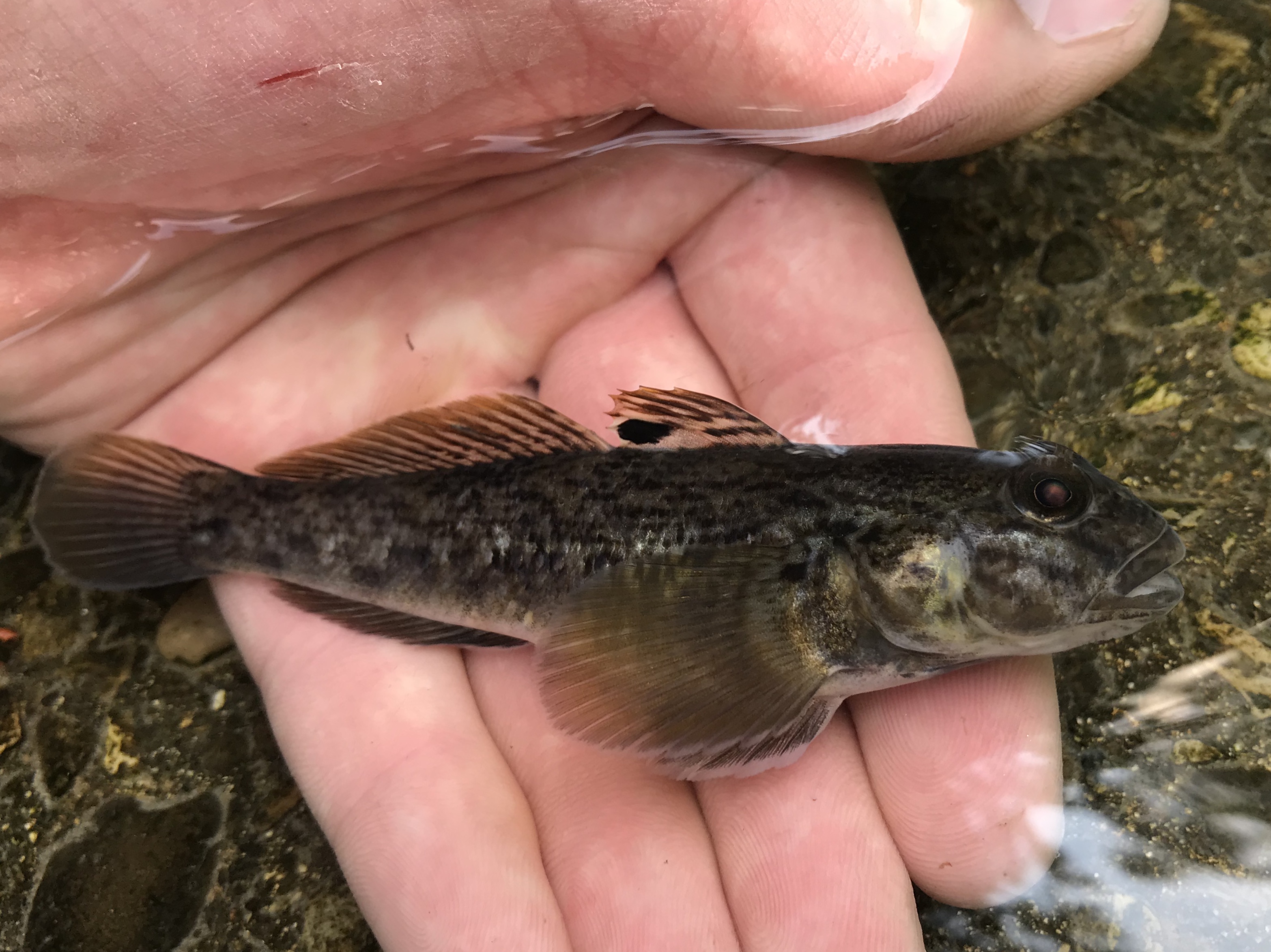 species-157-round-goby-caughtovgard