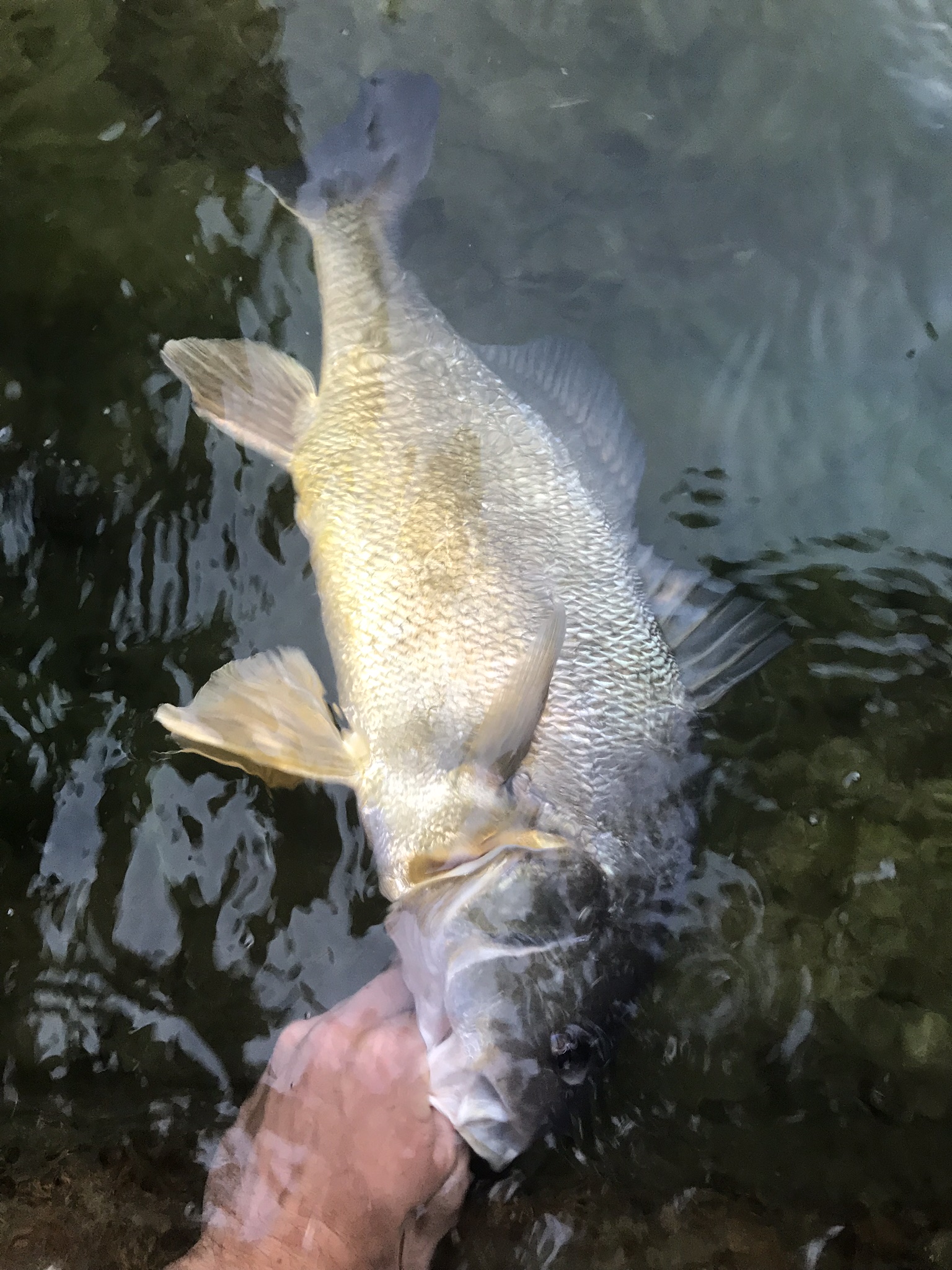 drum michigan planet fishing