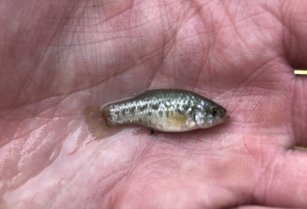 circuli desrt pupfish