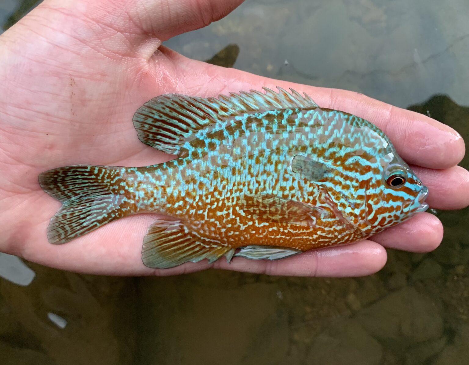 Species #186 — Longear Sunfish – CaughtOvgard