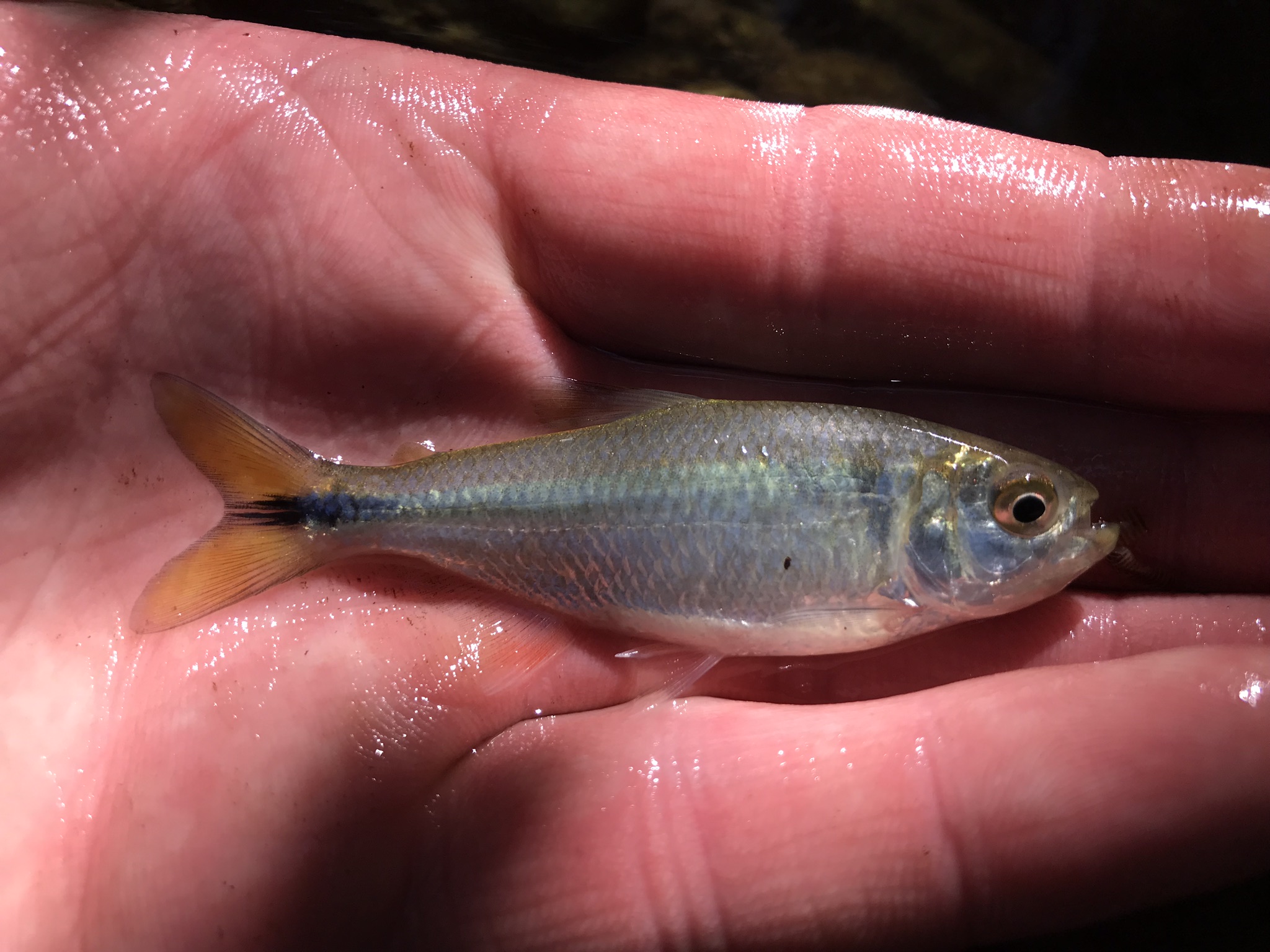 Species #188 — Mexican Tetra – Caughtovgard