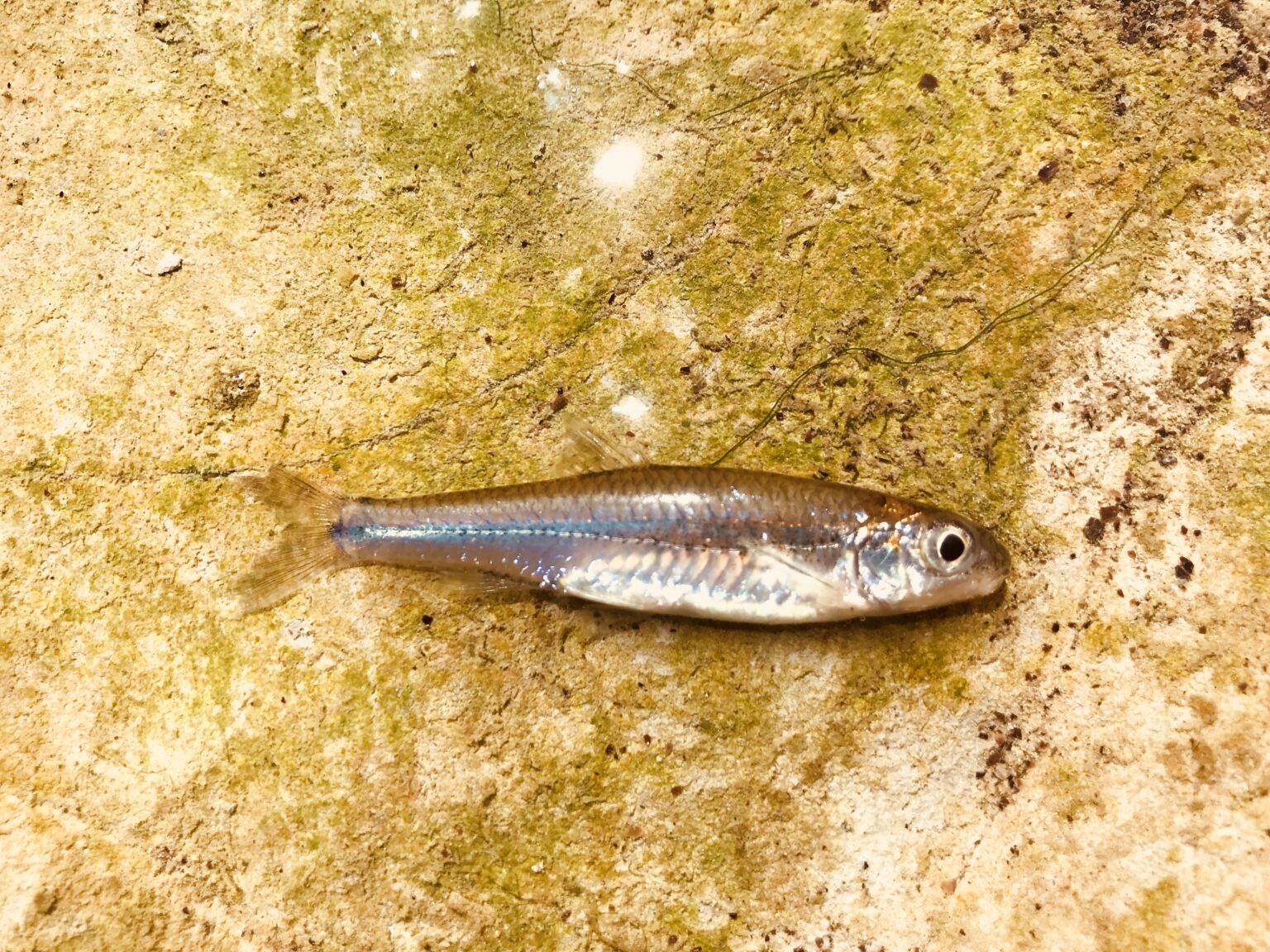 Species #193 — Guadalupe Roundnose Minnow – CaughtOvgard