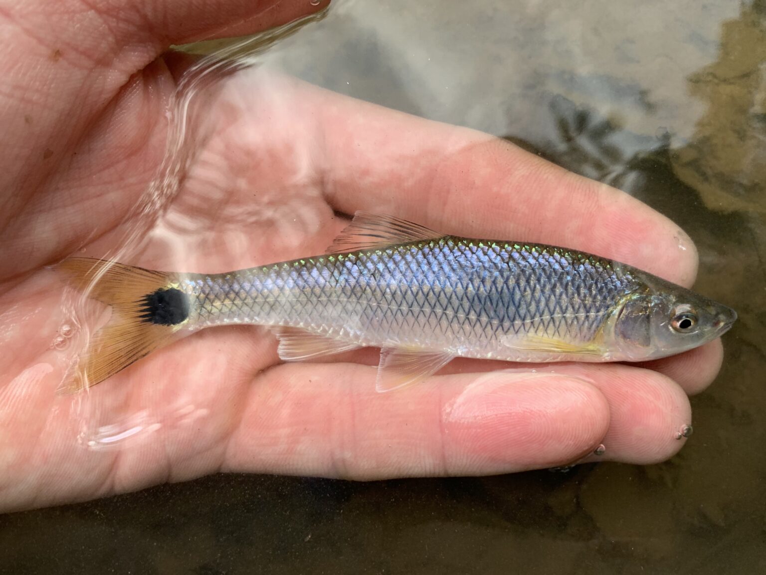 Species #192 — Blacktail Shiner – CaughtOvgard