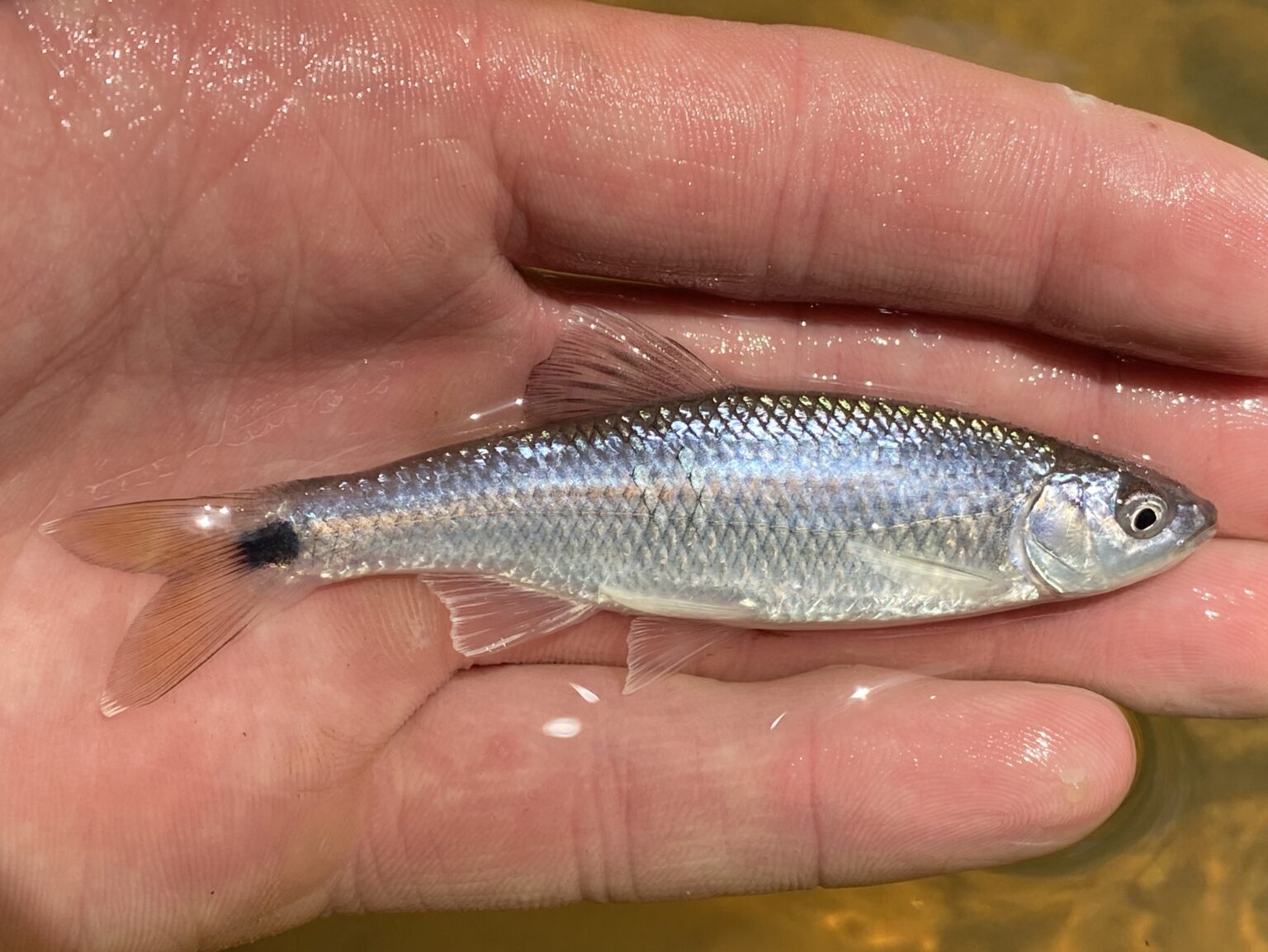 Species #192 — Blacktail Shiner – CaughtOvgard