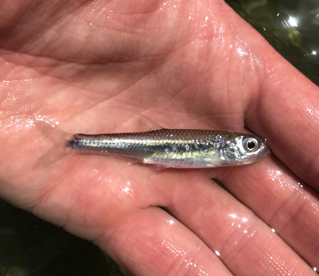 Species #191 — Texas Shiner – CaughtOvgard